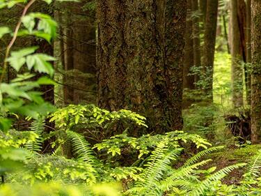 forest