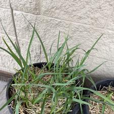 Growing Garlic