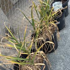 Growing Garlic