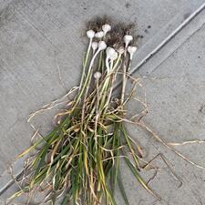 Growing Garlic