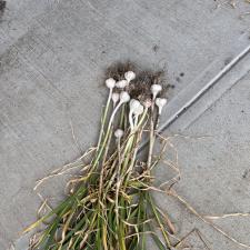 Growing Garlic