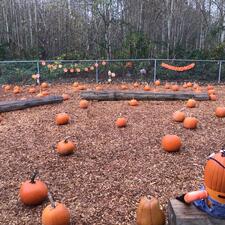 Pumpkin Patch