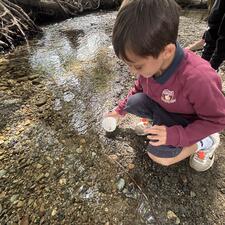 Salmon Fry Release