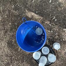 Salmon Fry Release