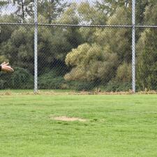 Cross Country